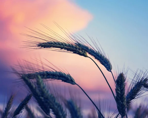 Wheat Ears Background Dramatic Red Sky — Stock Photo, Image