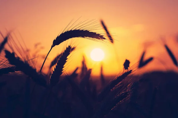 Mature Wheat Ears Close Sunset Background — Stock Photo, Image