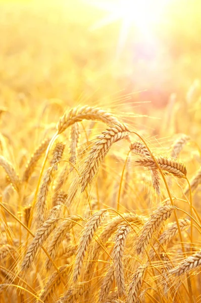 Ripe Ears Wheat Backdrop Bright Colorful Sunset — Stock Photo, Image