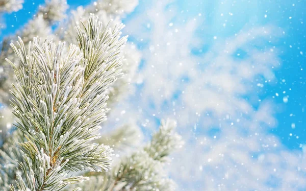 Winter Lichte Achtergrond Met Pijnboomtakken Vorst — Stockfoto