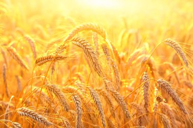 Buğday parlak renkli günbatımı zemin karşı olgun kulaklar