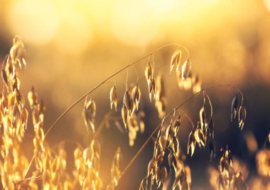 Batan güneşin ışınları olgun yulaf