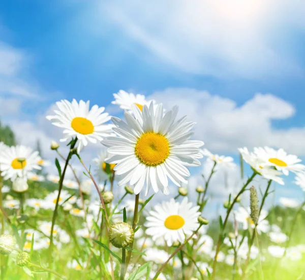 Zomer Heldere Landschap Met Mooie Wilde Bloemen Camomiles Madeliefjes Het — Stockfoto