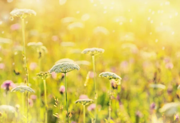 Summer bright scenery. Wildflowers in the rays of the setting sun on summer evening.