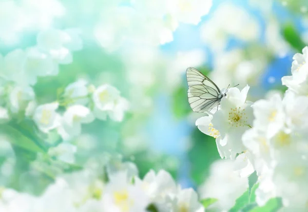 Natürlicher Hintergrund Mit Schmetterling Auf Dem Zweig Des Blühenden Jasmins — Stockfoto