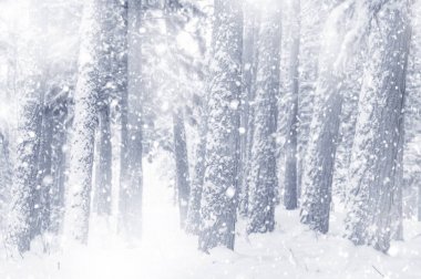 Karla kaplı iğne yapraklı orman ve bir kar fırtınası ile kış manzarası.