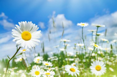 Yaz parlak, yatay, güzel kır çiçekleri camomiles. Papatyalar alanında.