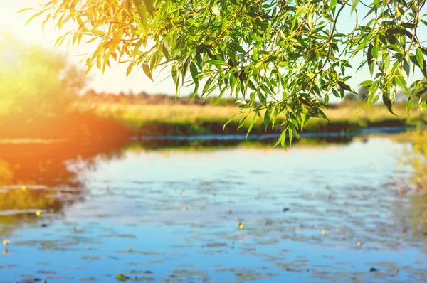 나무는 햇빛에 연못의 — 스톡 사진