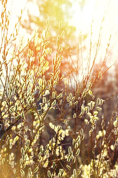 Paesaggio Primaverile Con Rami Salice Alla Luce Del Sole — Foto Stock