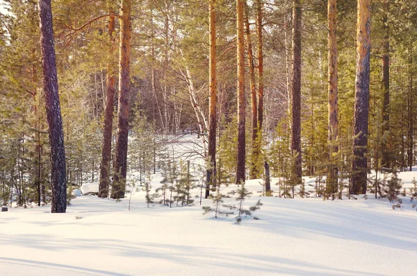Zimowy Krajobraz Lasu Słoneczny Dzień Czekając Nadejście Wiosny — Zdjęcie stockowe