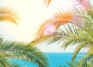 Güneş ışığı altında palmiye ağaçları ile deniz manzara