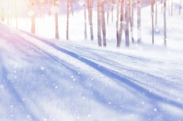 冬季公园桦木树的明亮冬季模糊背景 — 图库照片