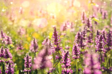 Gün batımında kır çiçekleri, yaz yatay. Çiçek açan Betonica officinalis.