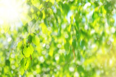 Doğal arka plan. Güneş ışığı altında huş ağacı dalı ile parlak bahar arka plan.