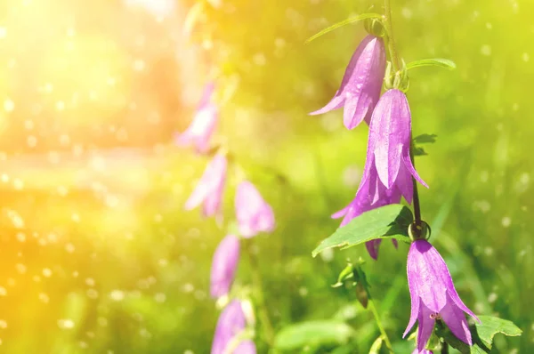 Πολύχρωμο Φόντο Λουλουδιών Όμορφες Καμπάνες Στο Φως Του Ήλιου — Φωτογραφία Αρχείου