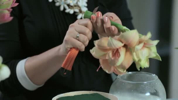 Virágüzlet megcsonkít darabok egy Amarillisz virág fel víz a fehér kerek formában dobozba — Stock videók