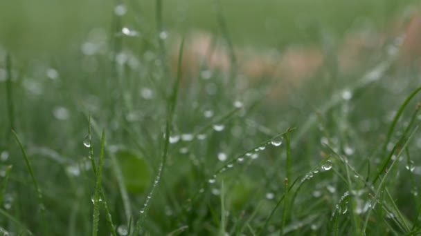 Tráva s kapkami rosy. Rozmazané pozadí s čůrky closeup končetin. Příroda. — Stock video