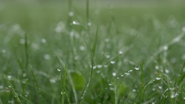 Трава с капельками росы. Размытые ноги, фон с водяными капельками фона — стоковое видео