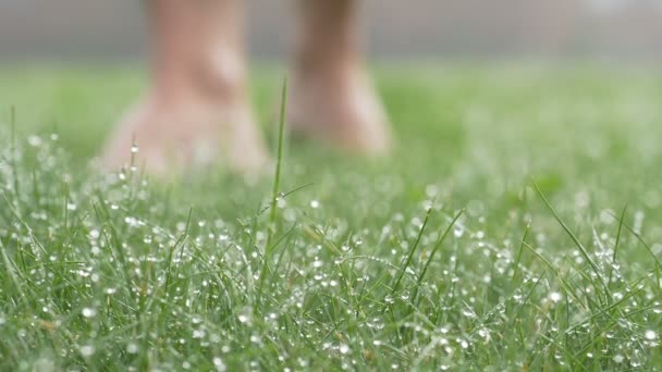 Pieds masculins vont pieds nus à l'herbe douce avec rosée du matin, fond — Video