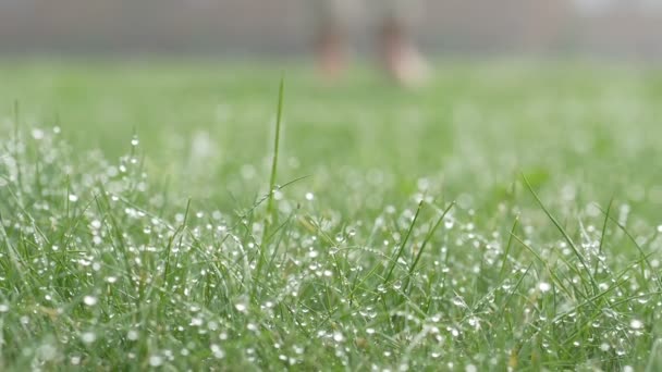 Grass with dew drops. Blurred foots Background With Water Drops closeup. Nature. — Stock Video