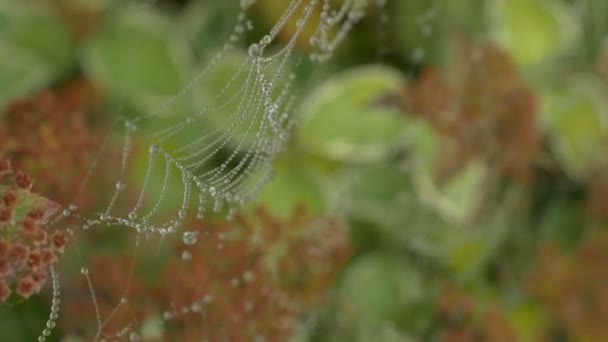 Morgondagg på ett spindelnät, tidigt på morgonen i vinden — Stockvideo
