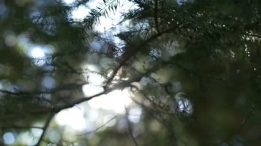 Çam ağaçları arasından güneş doğarken sabah erken güneş doğmadan