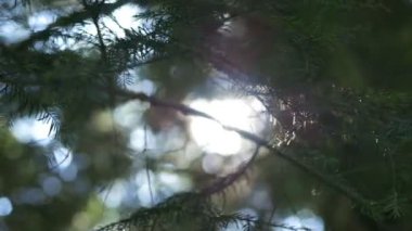 Çam ağaçları arasından güneş doğarken sabah erken güneş doğmadan