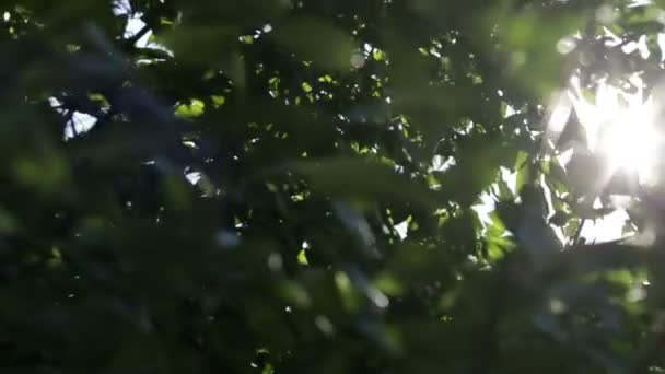 Vroege ochtendzon komt op door bomen bij zonsopgang — Stockvideo