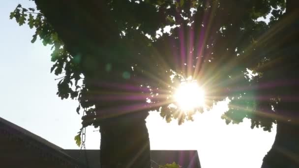 Sole di colore magico raggi di luce con bagliore passano lentamente attraverso gli alberi del tronco — Video Stock