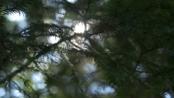 O sol da manhã nasce através de pinheiros ao nascer do sol — Vídeo de Stock