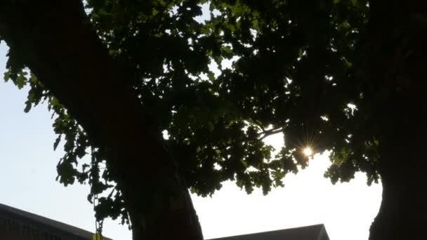 Magic color suns rays light with flare pass slow through trunk trees — Stock Video