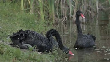 İki siyah kuğu yüzen bir havuzda