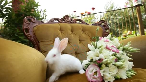 小白兔在椅子上，扶手椅的婚礼花束 — 图库视频影像