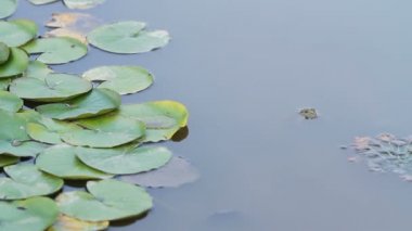 yeşil kurbağa kafasına su birikintisi