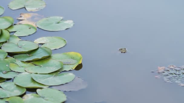 Ένα πράσινο βάτραχο αναβοσβήνει ένα μάτι σε μια λίμνη λίμνη — Αρχείο Βίντεο