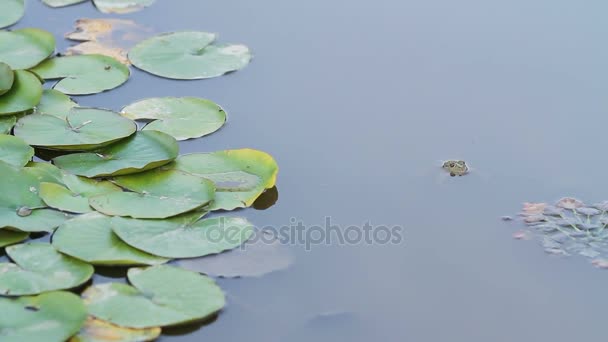 Green Frog head in the pond — Stock Video