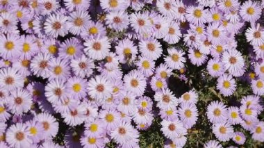 Arı nektarı toplamak için uçan kelebekler pembe çiçekler etrafında.