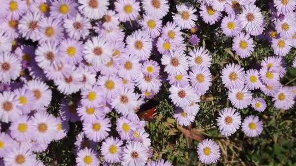 Bina flyger för att samla nektar, fjärilar runt de rosa blommorna. — Stockvideo