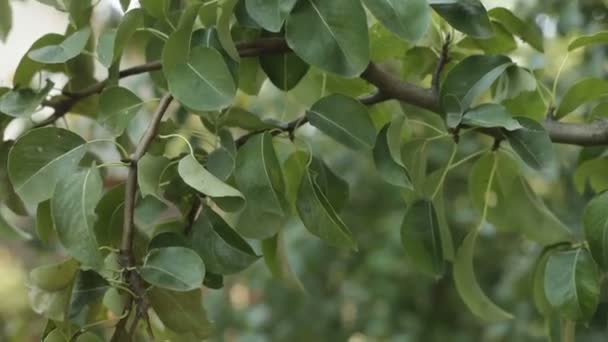 Pears hanging on the tree. Harvest of pears. Fruit tree. — Stock Video