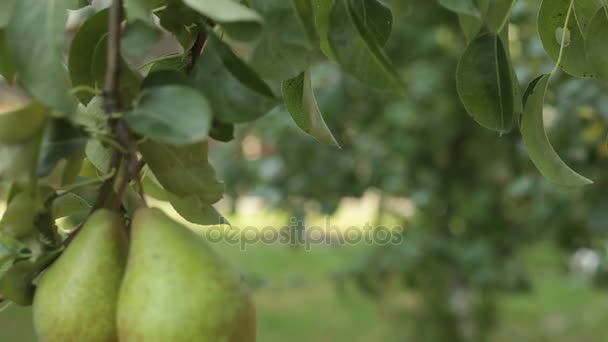 Pear tree moving in the wind shoot — Stock Video