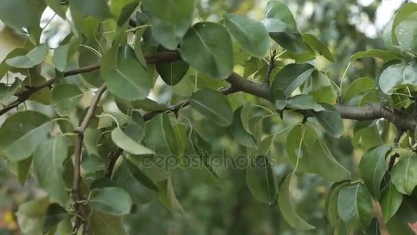 Two Pears on tree branch in leaves — Stock Video