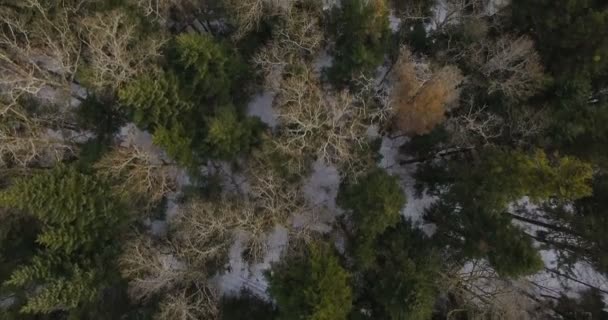 Vue aérienne depuis drone, vol au-dessus de la forêt Ukraine 4k 