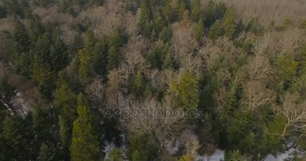 Aerial view from drone, flight above the forest Ukraine 4k — Stock Video