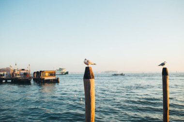 Bir martı denizde yüzen