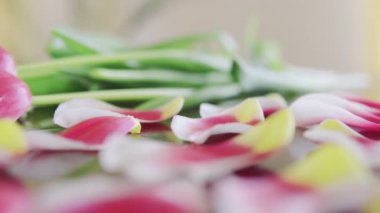 Dolly shot of petals of romantic pink and yellow tulip on a wooden table indoors