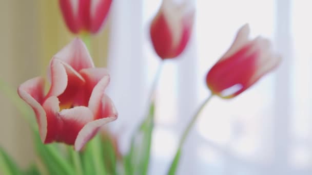 Букет квітів рожевих і білих тюльпанів у скляній вазі на дерев'яному столі крупним планом — стокове відео