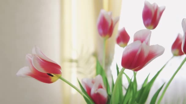 Primer plano de hermoso ramo de tulipanes de colores. Feliz Día de las Madres. Primavera — Vídeos de Stock