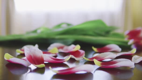 Macro disparo de hermosos pétalos rotos de tulipanes rosados románticos cayendo sobre una mesa — Vídeos de Stock