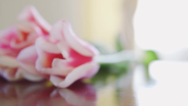 Testa di fiore di tulipano rosa in tabella macro da vicino con un movimento della fotocamera scorrevole — Video Stock