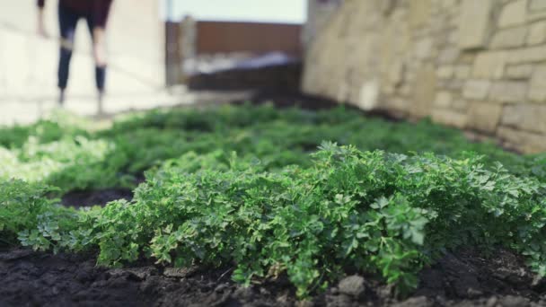 Uma mulher prepara um lote de ancinho de jardim para semear sementes ao ar livre — Vídeo de Stock